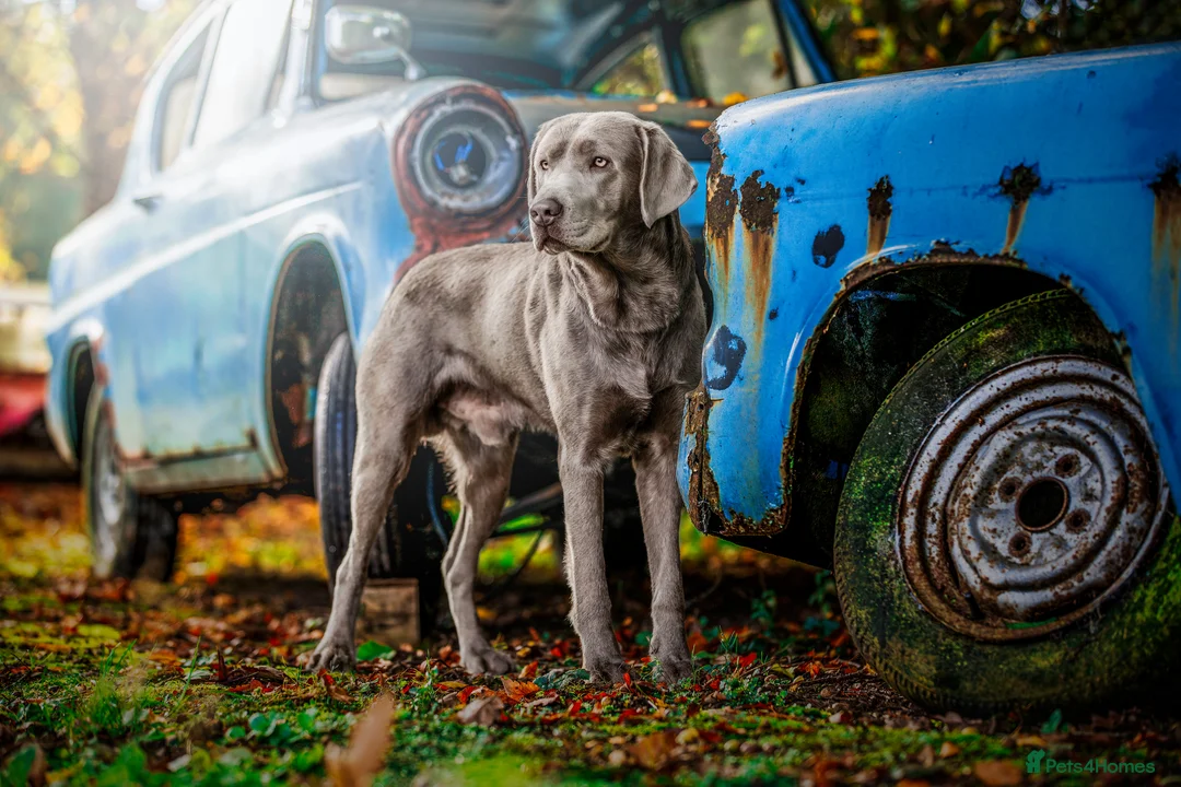 Labrador Retriever dogs for stud: Perfect Well Proven Health Tested Silver Stud in Appleby-in-Westmorland - Advert 1