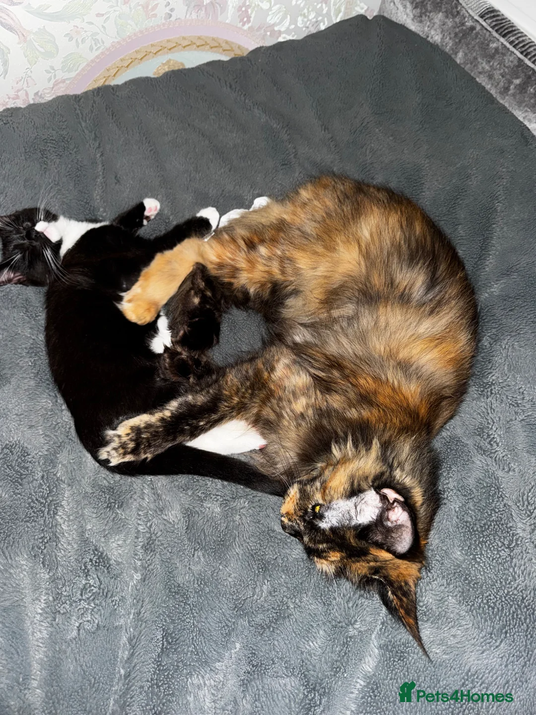 Maine Coon cats for sale: Maine coon kitten for sale  - Advert 5