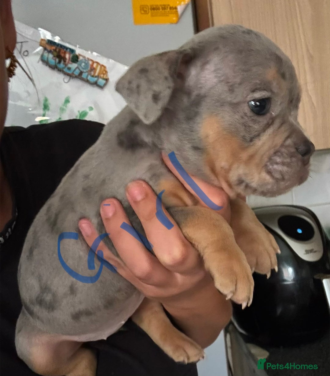 American Bully dogs for sale: Pocket bullies - Image 1