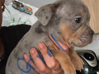 American Bully dogs - Advert 13