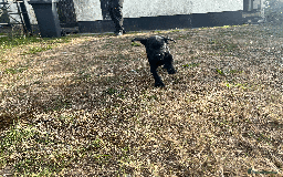 Labrador Retriever dogs for sale: Labrador Puppies  - Image 9