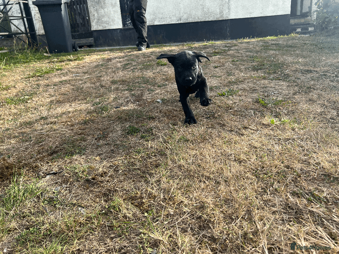 Labrador Retriever dogs for sale: Labrador Puppies  - Image 9