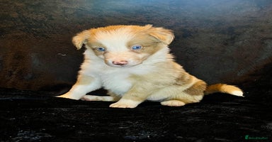 Border Collie dogs - Advert 4