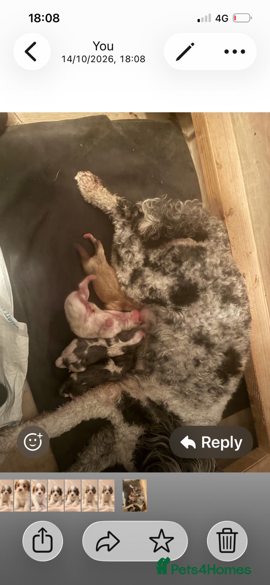 Cavapoo dogs Beautiful Home Reared Cavapoo Fully health Tested - Advert 2