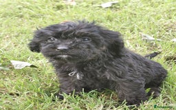Cavapoo dogs for sale: Beautiful cavapoos  - Image 6