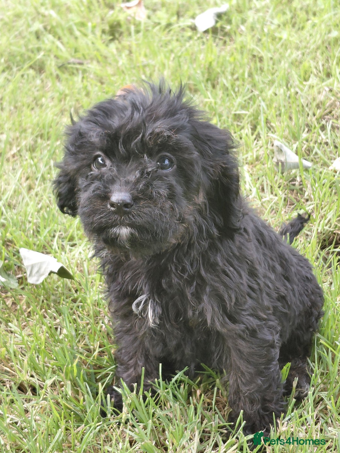 Cavapoo dogs for sale: Beautiful cavapoos  - Image 6