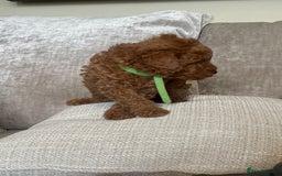 Cavapoo dogs for sale: F1b Cavapoos - Image 8