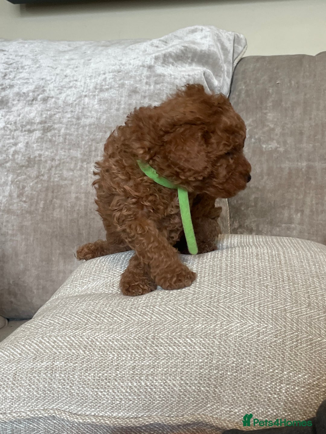 Cavapoo dogs for sale: F1b Cavapoos - Image 8