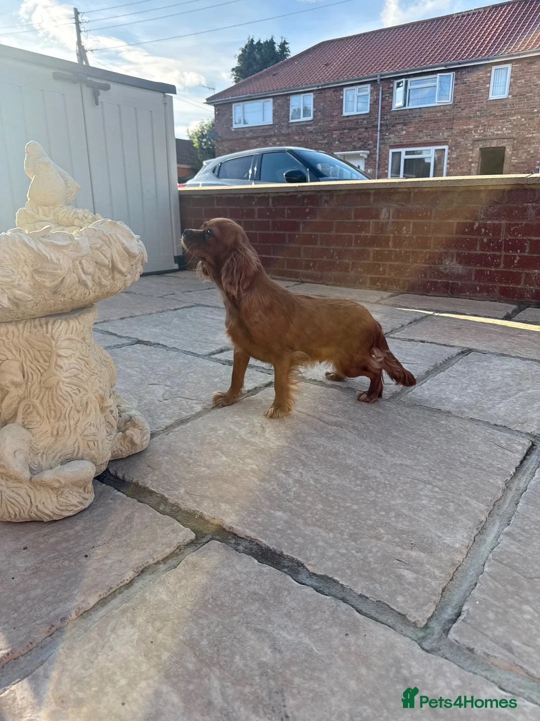 Cavalier King Charles Spaniel dogs for sale: KC 11 month old Cavalier girl  - Advert 1