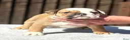 English Bulldog dogs for sale: ✨Purebred English Bulldog Pups✨ - Advert 6