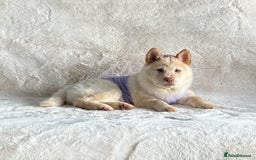 Chow Chow dogs for sale: Stunning genuine chowsky puppies for sale  - Image 20