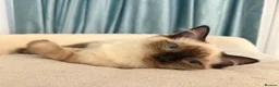 Ragdoll cats for sale: Adorable, Purebred GCCF Registered Ragdoll Kittens in London - Advert 21