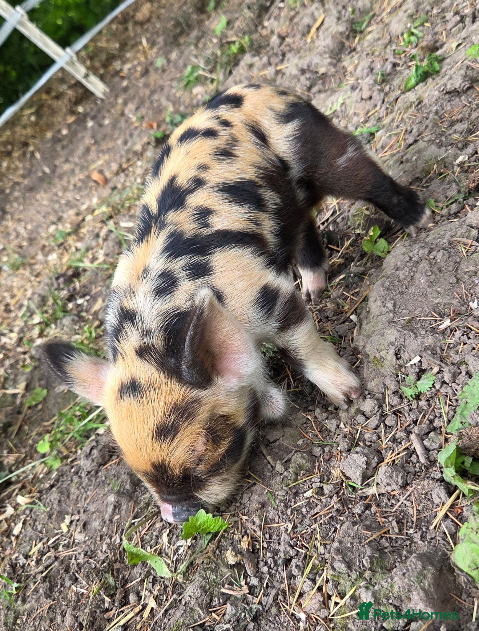 Pig livestock Stunning kune kune friendly pet piglets - Advert 2