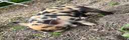 Pig livestock for sale: Stunning kune kune friendly pet piglets - Advert 2