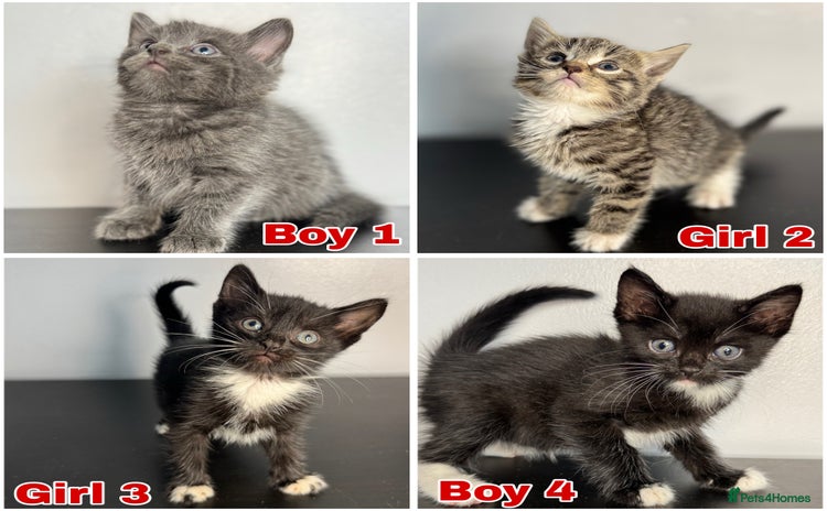 Mixed Breed cats - Advert 8