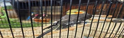 Cockatiels birds for sale: Cockatiel grey with yellow face in Dagenham - Advert 4