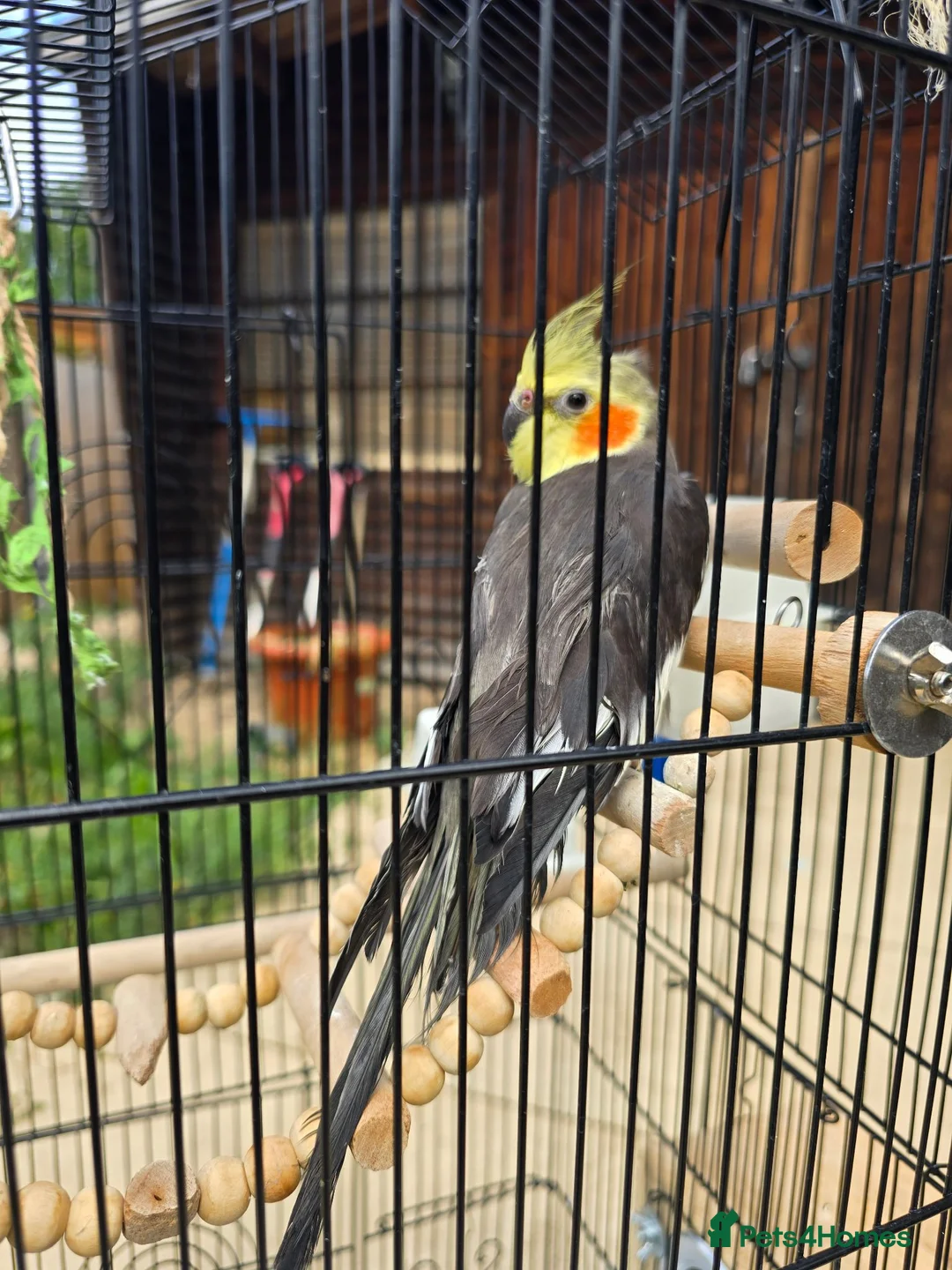 Cockatiels birds for sale: Cockatiel grey with yellow face in Dagenham - Advert 4