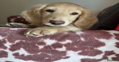 Miniature Dachshund dogs - Advert 9