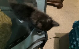 British Shorthair cats for sale: 3 kittens all female looking for a good home - Image 7