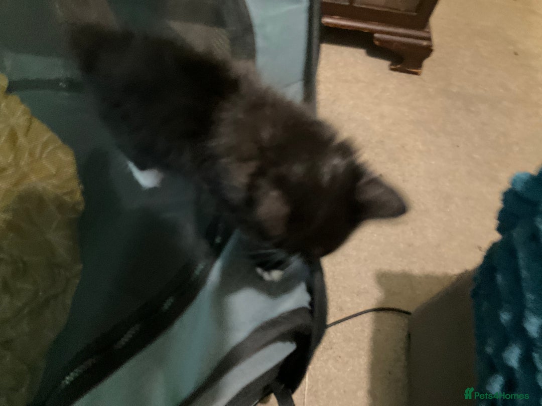 British Shorthair cats for sale: 3 kittens all female looking for a good home - Image 7