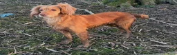 Cocker Spaniel dogs for sale: Stunning Red Kc Working Cocker Spaniels   - Advert 13