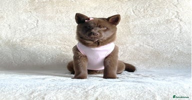 Mixed Breed dogs - Advert 9