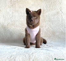 Mixed Breed dogs - Advert 9