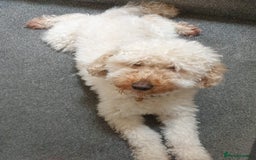Miniature Poodle dogs for sale: READY NOW !Adorable Miniature Poodle Puppies! in London - Image 4