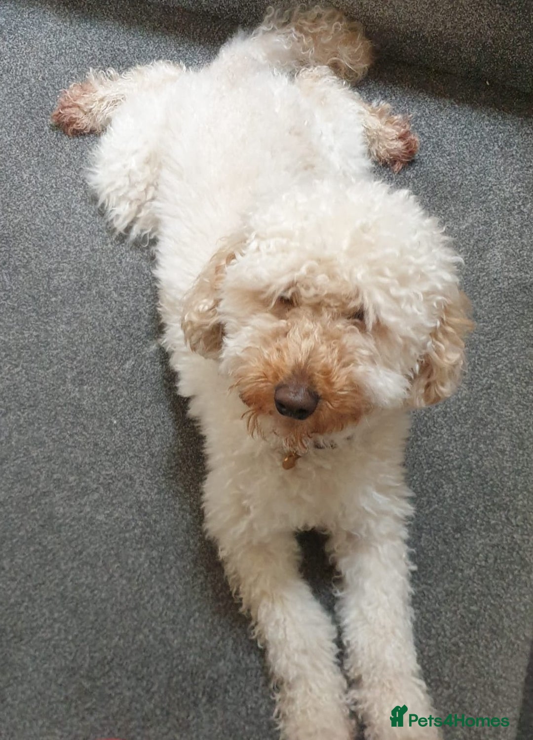Miniature Poodle dogs for sale: READY NOW !Adorable Miniature Poodle Puppies! in London - Image 4