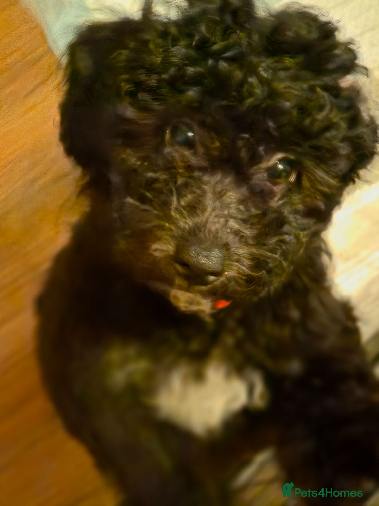 Poochon dogs  READY TO GO FULL INJECTION DONE poochon puppys  - Advert 2