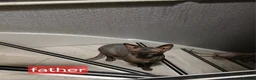 Sphynx cats for sale: Beautiful  Sphynx kitten for sale  - Advert 3