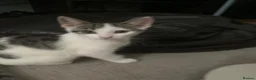 Mixed Breed cats for sale: 6 kittens ready to go in Ilford - Advert 12