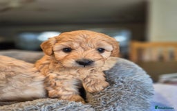 Mini Goldendoodle dogs for sale: F1b mini Groodles - Image 4