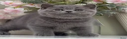 British Shorthair cats for sale: Gorgeous British Kittens - Advert 10