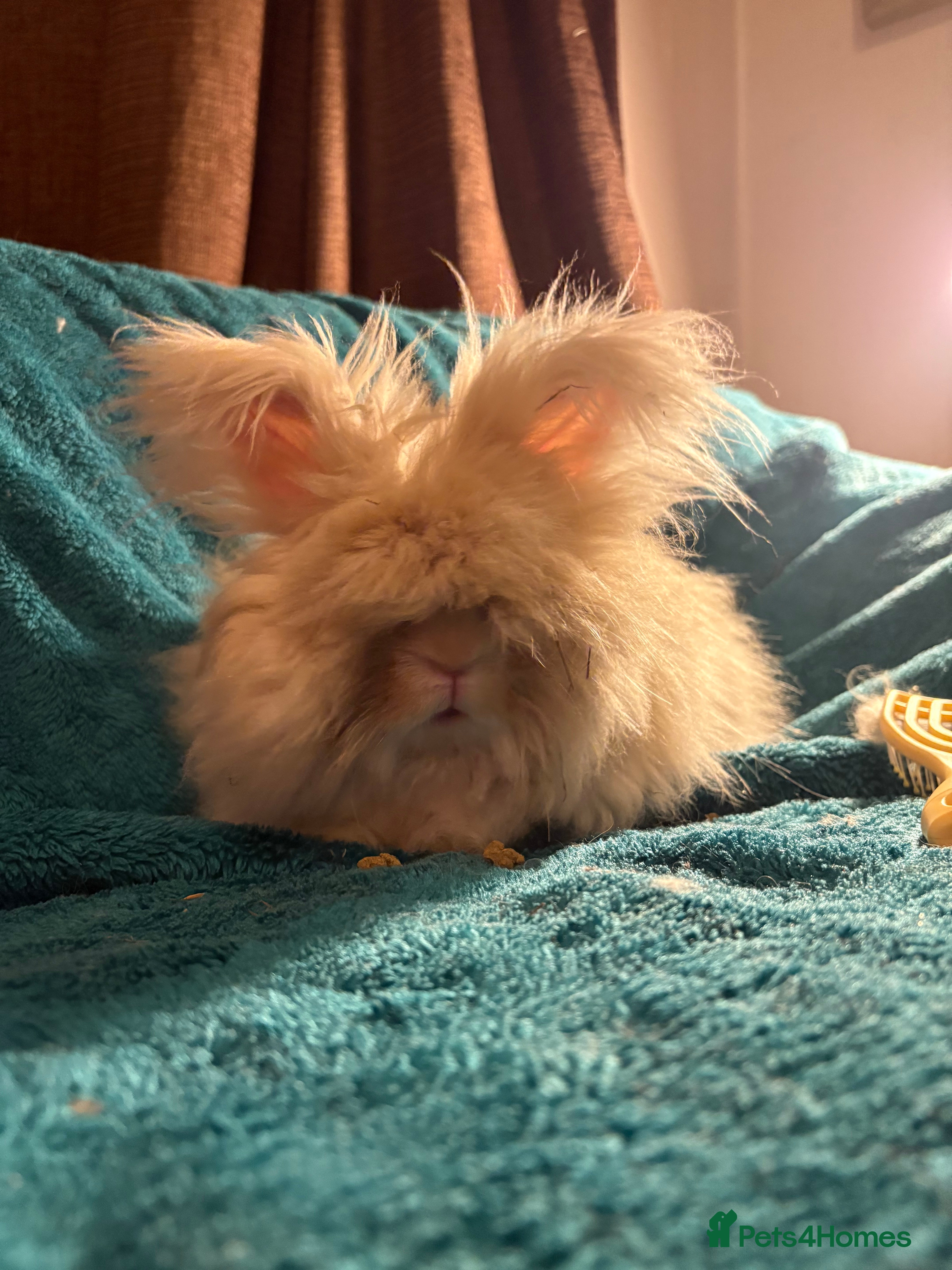 Mini Lion Lop rabbits Angora bunny rabbit  - Advert 10