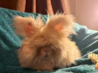 Mini Lion Lop rabbits Angora bunny rabbit - Advert 10