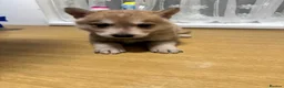 Shepsky dogs for sale: Adorable Shepsky Puppies Looking for Forever Homes - Advert 9