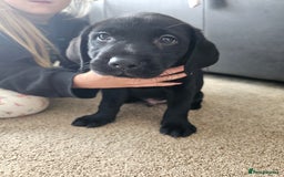 Labrador Retriever dogs for sale: 2boys / 4 girls  READY TODAY FOR FOREVER HOMES - Image 35