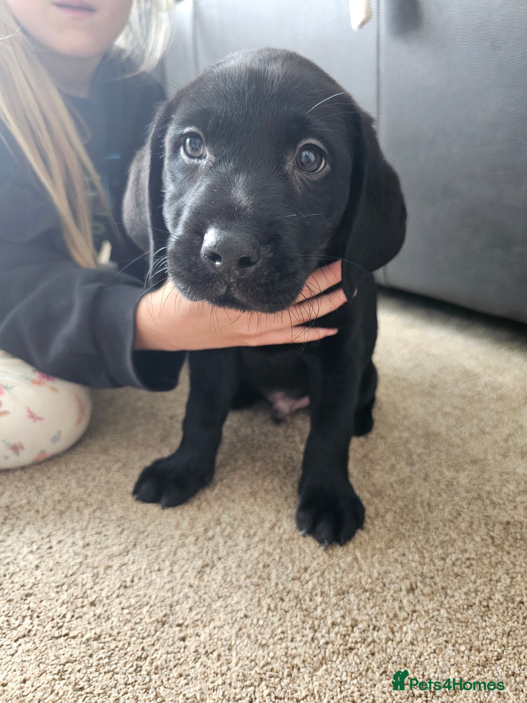 Labrador Retriever dogs for sale: 2boys / 4 girls  READY TODAY FOR FOREVER HOMES - Image 35