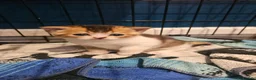 British Shorthair cats for sale: Golden British Shorthairs - Advert 11