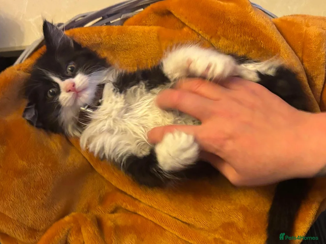 Mixed Breed cats for sale: Beautiful super fluffy mixed breed kittens - Advert 28