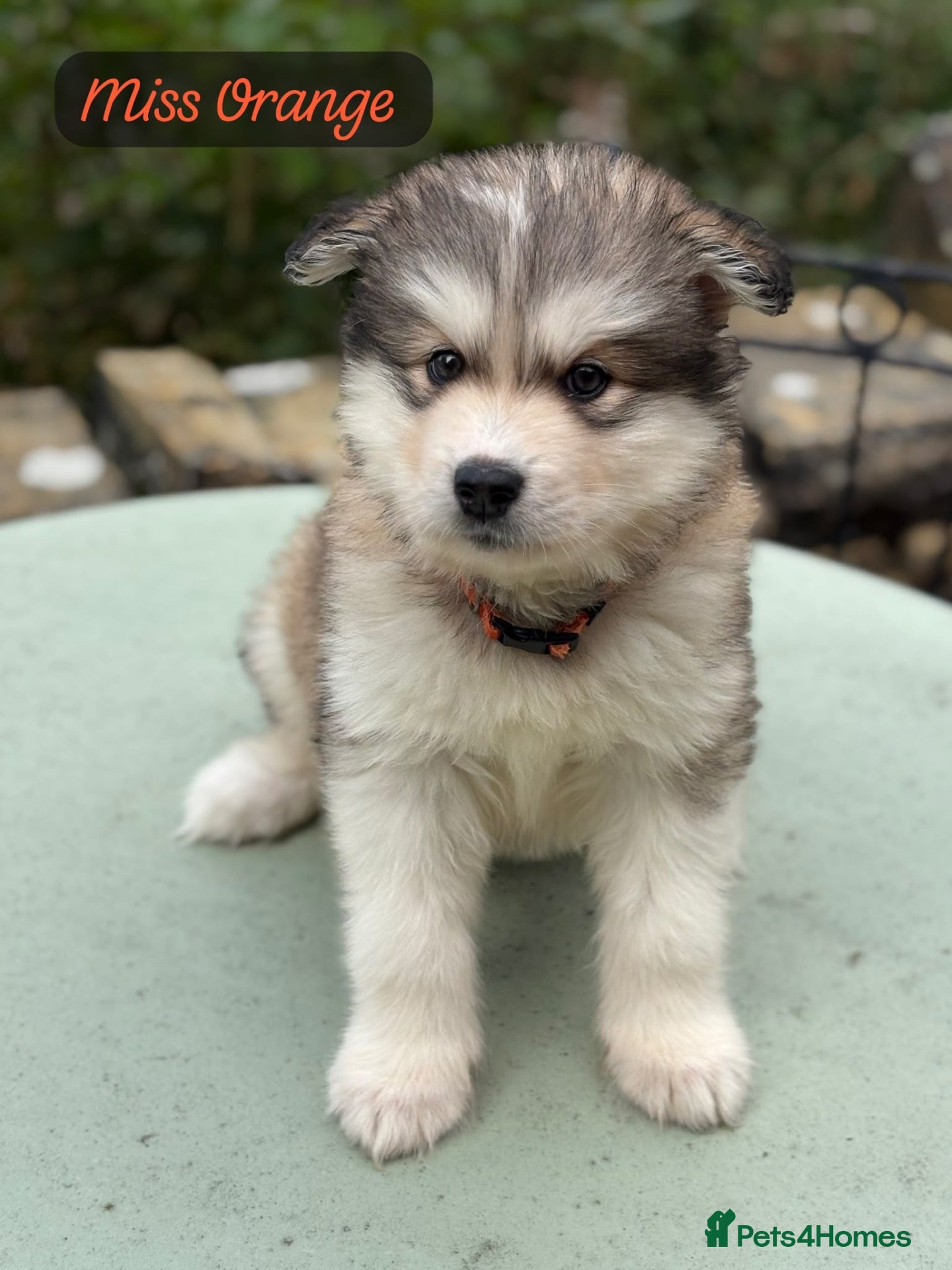 Alaskan Malamute dogs Behaviourist Raised Malamute Champion Line Pups  - Advert 2