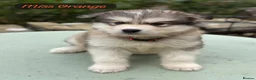 Alaskan Malamute dogs for sale: READY NOW Champion line KC Alaskan Malamute Pups  - Advert 15