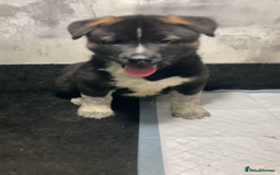 Akita dogs for sale: Akita puppies  - Image 3