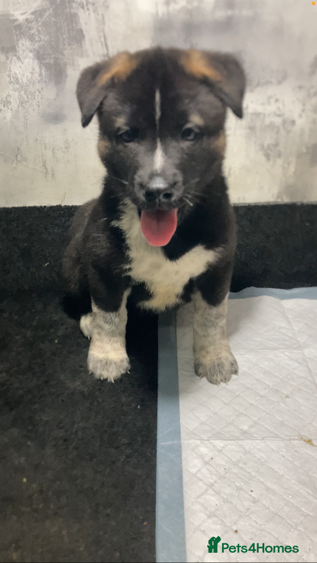 Akita dogs for sale: Akita puppies  - Image 3