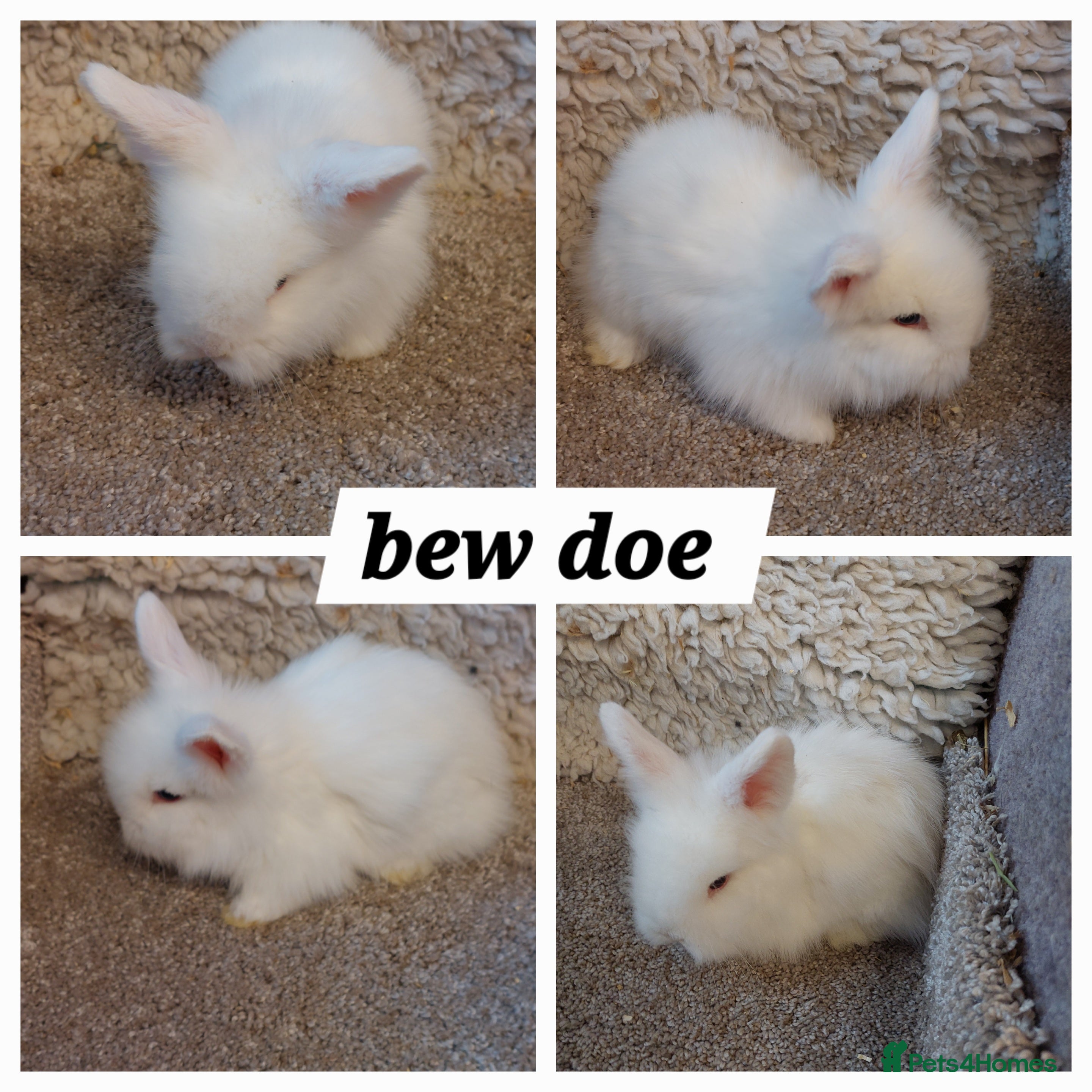 Mini Lop rabbits baby loinheads ready to reserve  - Advert 22