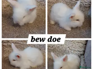 Mini Lop rabbits baby loinheads ready to reserve - Advert 22