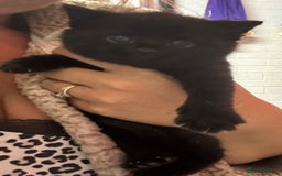 Russian Blue cats for sale: Black Russian blue  - Image 10