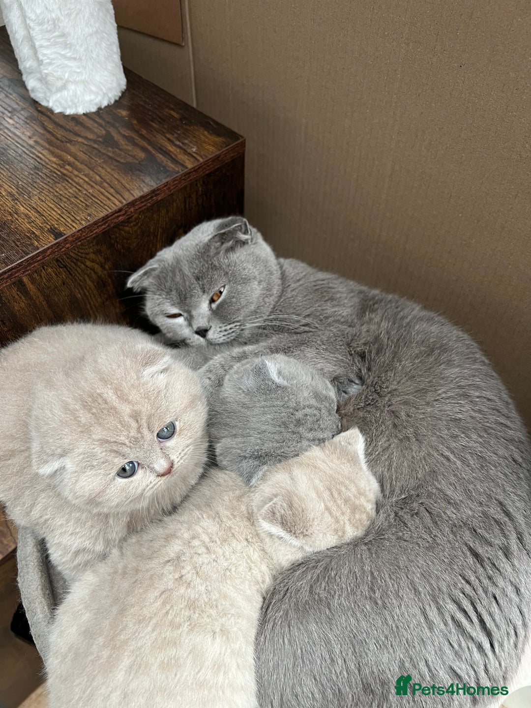 Mixed Breed cats for sale: Beautiful kittens available for loving homes. - Advert 18