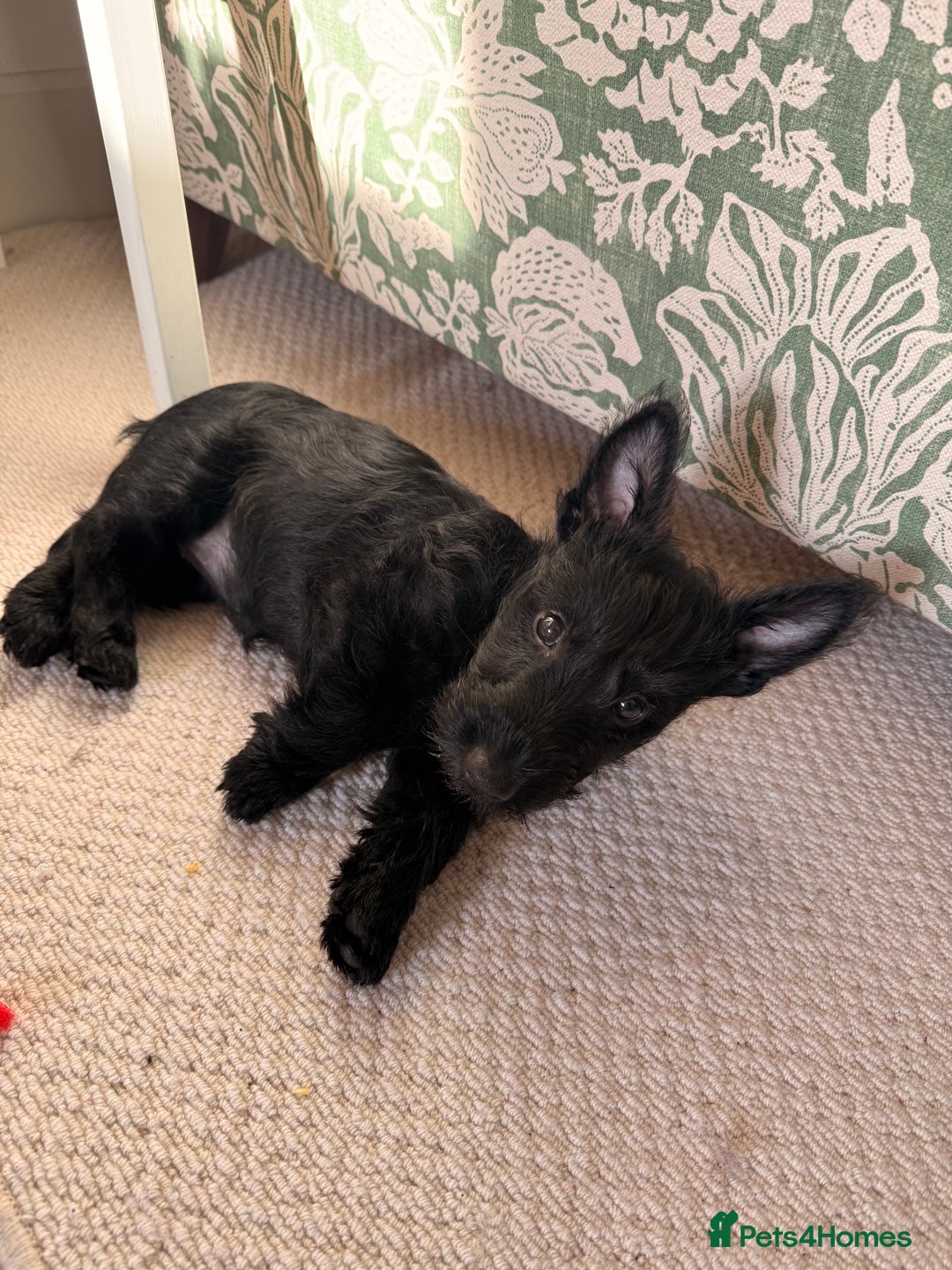 Scottish Terrier dogs for sale: 12 week old Scotty puppy bitch  - Advert 4